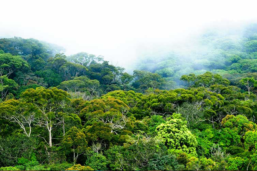 Rich Plant Diversity
